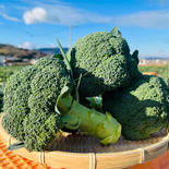 冬ブロッコリー【こんにちは】🥦 80サイズの箱に6個入ってます 果物や野菜などのお取り寄せ宅配食材通販産地直送アウル