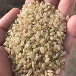 北海道厚沢部町産ゆめぴりか玄米10kg（5kg×2袋） 10kg（5kg×2袋） 果物や野菜などのお取り寄せ宅配食材通販産地直送アウル