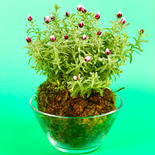苔玉　花かんざし 約500㌘ 果物や野菜などのお取り寄せ宅配食材通販産地直送アウル