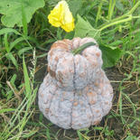 京の伝統野菜　鹿ヶ谷かぼちゃ【漢方栽培】 鹿ヶ谷かぼちゃ1個(2kg前後) 果物や野菜などのお取り寄せ宅配食材通販産地直送アウル
