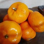 徳之島産島みかんシークニン（種あり）500g×6袋5㎏内 500g×6袋5㎏内 果物や野菜などのお取り寄せ宅配食材通販産地直送アウル