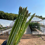 朝どれ！！熊本県産グリーンアスパラ アスパラ1キロ（40本前後） 果物や野菜などのお取り寄せ宅配食材通販産地直送アウル