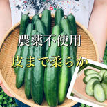 カリッ『やみつききゅうり』2kg！いっぱい！【夏限定販売】農薬不使用！！無肥料！ きゅうり　2kg 果物や野菜などのお取り寄せ宅配食材通販産地直送アウル