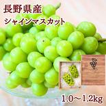 シャインマスカット 1.0～1.2kg　　【信州長野県産】※2025年先行予約※　9月上旬より発送開始 1.0～1.2kg 果物や野菜などのお取り寄せ宅配食材通販産地直送アウル