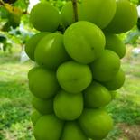 シャインマスカット　約1kg　（2房〜3房） 約1kg　2房〜3房 果物や野菜などのお取り寄せ宅配食材通販産地直送アウル