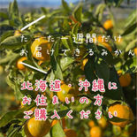 【予約販売】北海道・沖縄にお住まいの方ご購入ください！10月20日〜30日発送予定！送料無料！たった１週間だけ、お届けできる『太陽園の極早生有田みかん』 5kg 果物や野菜などのお取り寄せ宅配食材通販産地直送アウル