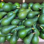 数量限定　訳あり　島育ち　国産アボカド　1.5kg 1.5kg 果物や野菜などのお取り寄せ宅配食材通販産地直送アウル