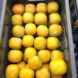 【送料無料】和歌山県　たね無し柿（刀根早生）5キロ 約5kg 果物や野菜などのお取り寄せ宅配食材通販産地直送アウル