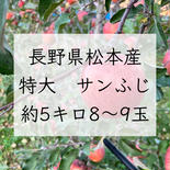 長野県松本産　特大サンふじ　約5キロ　8〜9玉　ギフト・お歳暮にも！ 約5キロ　8〜9玉入 果物や野菜などのお取り寄せ宅配食材通販産地直送アウル