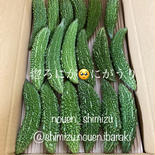 ほろ苦🥺にがうり 3〜5kg 果物や野菜などのお取り寄せ宅配食材通販産地直送アウル