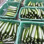 激安出品✨岡山県産　訳ありズッキーニB品✨たっぷり1.5kg 1.5kg 果物や野菜などのお取り寄せ宅配食材通販産地直送アウル