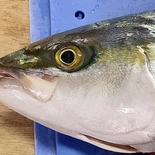 北海道産寒ブリ 4㎏ 果物や野菜などのお取り寄せ宅配食材通販産地直送アウル