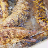 ウツボ２～３kgボックス【3月24日〜29日どこかで水揚げ発送】 ２～３kg 果物や野菜などのお取り寄せ宅配食材通販産地直送アウル