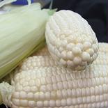 でかい!甘い!とうもろこし　白いおおもの2kg 2kg 果物や野菜などのお取り寄せ宅配食材通販産地直送アウル