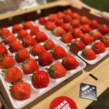 朝採れ当日発送！24玉2パック！夏秋いちご　青森県産　すずあかね　苺　夏いちご 24玉2パック 果物や野菜などのお取り寄せ宅配食材通販産地直送アウル