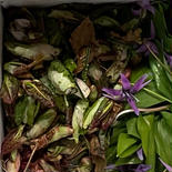 イタドリの新芽　サシボ　他店主お任せ山菜 1,000g 他合わせて5キロ以内 果物や野菜などのお取り寄せ宅配食材通販産地直送アウル