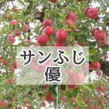【優2.8kg】信州産サンふじ(つがね農園)お試しください 優約2.8kg(7～12玉) 果物や野菜などのお取り寄せ宅配食材通販産地直送アウル