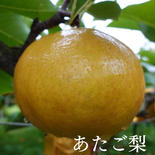 鳥取県産　こばやし農園のあたご梨　ご自宅用　5キロ 5.0kg 果物や野菜などのお取り寄せ宅配食材通販産地直送アウル