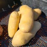 新じゃがいも　メークイン　５ｋｇ メークイン５ｋｇ約３０個入り 果物や野菜などのお取り寄せ宅配食材通販産地直送アウル