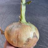 規格外　特大　淡路島玉ねぎ１０ｋｇ １０ｋｇ 果物や野菜などのお取り寄せ宅配食材通販産地直送アウル