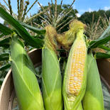 【長野県信濃町産】 とうもろこし　どきどきコーン　順次発送　 約10～13本 約5kg(約10本〜13本) 果物や野菜などのお取り寄せ宅配食材通販産地直送アウル