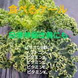 🉐撤去の際の収穫です🙏[60ｻｲｽﾞ]食べるｹｰﾙたっぷり＆葉ﾈｷﾞ 約1kg位 果物や野菜などのお取り寄せ宅配食材通販産地直送アウル