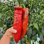パレルモ　スイートペッパー　肉厚甘いイタリアンパプリカ7本　１kg以上 ７本 果物や野菜などのお取り寄せ宅配食材通販産地直送アウル