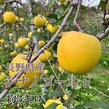 長野県松本産　りんご【シナノゴールド】　約5キロ 約5キロ（13〜18玉程） 果物や野菜などのお取り寄せ宅配食材通販産地直送アウル