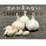 《お試し》SAKAVEGE にんにく お試し500g 果物や野菜などのお取り寄せ宅配食材通販産地直送アウル