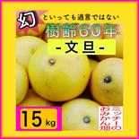 【四国 九州 本州のお客様用】〖訳あり〗ぶんたん《文旦／えひめ産》 段ボール含め 15kg 果物や野菜などのお取り寄せ宅配食材通販産地直送アウル