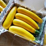房総のズッキーニ(無農薬そだち)♪ 2kg以内。 果物や野菜などのお取り寄せ宅配食材通販産地直送アウル