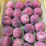 【なつっこ】数量限定！家庭用 3kg超 果物や野菜などのお取り寄せ宅配食材通販産地直送アウル