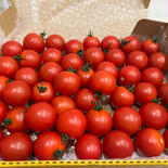 【5つ星】訳あり傷フルーツトマト1200g（粒不揃い90〜130粒）） 1200g 果物や野菜などのお取り寄せ宅配食材通販産地直送アウル