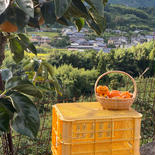 【家庭用2.3kg平核無柿】和歌山県産のたねなし柿 柿2.3kg (7〜12個入)　Lサイズ以上のもの 果物や野菜などのお取り寄せ宅配食材通販産地直送アウル