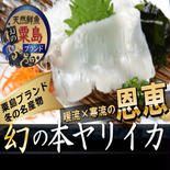 🐟今だけしか味わえない🐟【3月上中旬発送】寒ブリに並ぶ粟島ブランドの二大巨頭天然国産本ヤリイカ大容量 ヤリイカ刺身約400ｇ 果物や野菜などのお取り寄せ宅配食材通販産地直送アウル