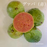 赤グァバ（1.5kg） 1.5kg 果物や野菜などのお取り寄せ宅配食材通販産地直送アウル