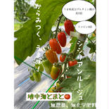 地中海とまと  シシリアンルージュ【ヘタなし】1.2kg 1.2kg 果物や野菜などのお取り寄せ宅配食材通販産地直送アウル
