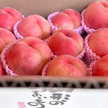 硬めが好きな方に！山形県産白桃おどろき【訳あり3キロ】 3キロ 果物や野菜などのお取り寄せ宅配食材通販産地直送アウル