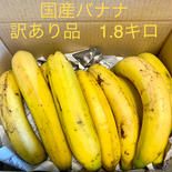 訳あり品　房総バナナ　1.8kg 1.8kg 果物や野菜などのお取り寄せ宅配食材通販産地直送アウル