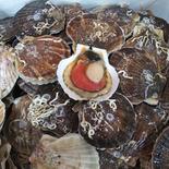 活ホタテ２年貝　卵持ち　１０ｋｇ(７０～８５枚くらい)　北海道のほたて 10ｋｇ 果物や野菜などのお取り寄せ宅配食材通販産地直送アウル