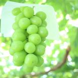 農家直送【山梨県産】シャインマスカット　3〜5房(2kg程度) シャインマスカット　2kg 果物や野菜などのお取り寄せ宅配食材通販産地直送アウル