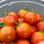 ミラクルファームのトマト　10個入り ミニトマト10個 果物や野菜などのお取り寄せ宅配食材通販産地直送アウル