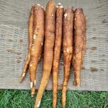 茨城県産　黄色キャッサバ　mandioca yuca4kg 4kg 果物や野菜などのお取り寄せ宅配食材通販産地直送アウル