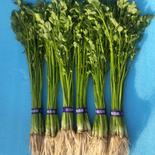 秋田県産 せり 600ｇ 果物や野菜などのお取り寄せ宅配食材通販産地直送アウル