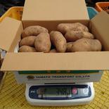 伊東農園のメイクイーン3kg ３kg(M,Lサイズ) 果物や野菜などのお取り寄せ宅配食材通販産地直送アウル