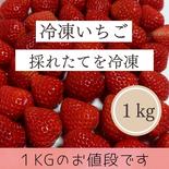 とっても新鮮!!冷凍いちご(１kg) 500ｇ×2袋 果物や野菜などのお取り寄せ宅配食材通販産地直送アウル
