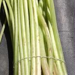 新鮮！　朝採り　春の天然山菜　山フキ５００ｇ 500g 果物や野菜などのお取り寄せ宅配食材通販産地直送アウル
