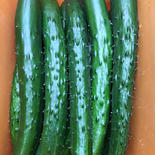 きゅうりA品2kg バジル800gセット 3kg 果物や野菜などのお取り寄せ宅配食材通販産地直送アウル