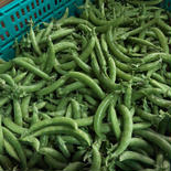 【訳あり！スレ果あり】べっぴんやさいのスナップえんどう（約1kg） 約1kg 果物や野菜などのお取り寄せ宅配食材通販産地直送アウル