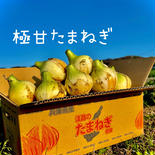 「極甘あま〜い！！！」水々しい淡路島新玉ねぎ 新玉ねぎ3kg 果物や野菜などのお取り寄せ宅配食材通販産地直送アウル